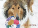 Kolie dlouhosrst�