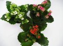 Kalanchoe