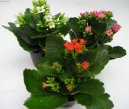 Kalanchoe