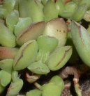 Cotyledon