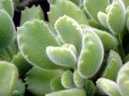 Cotyledon