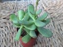 Cotyledon