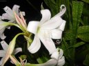 Crinum