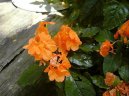 Krosandra, t�epenitka