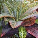 Codieum variegatum pictum