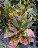 Codieum variegatum pictum