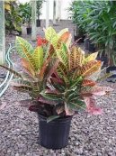 Codieum variegatum pictum