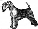 Lakeland Terrier
