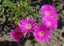 Lampranthus roseus