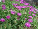 Lampranthus roseus