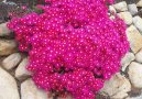 Lampranthus roseus
