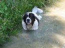 Landseer europ�isch-kontinentaler Typ, Landseer Continental-European type