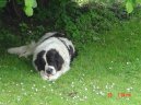 Landseer europ�isch-kontinentaler Typ, Landseer Continental-European type