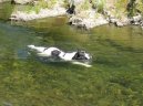 Landseer europ�isch-kontinentaler Typ, Landseer Continental-European type