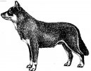 Lapinporoko�ra, Finnish Reindeer Herder