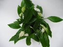 Spathiphyllum