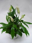 Spathiphyllum