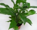 Spathiphyllum