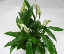 Spathiphyllum
