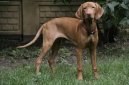 R�vidsz�r� Magyar Vizsla, Hungarian Short-haired Pointing Dog