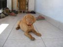 R�vidsz�r� Magyar Vizsla, Hungarian Short-haired Pointing Dog