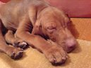 R�vidsz�r� Magyar Vizsla, Hungarian Short-haired Pointing Dog
