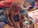 R�vidsz�r� Magyar Vizsla, Hungarian Short-haired Pointing Dog