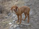 R�vidsz�r� Magyar Vizsla, Hungarian Short-haired Pointing Dog