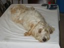 Mal� hrubosrst� vend�esk� basset
