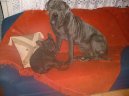Neapolsk� mastin