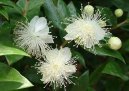 Myrtus