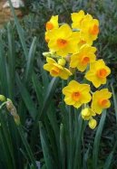 Narcissus