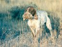 Navarro Pointer, Old Spanish Pointer