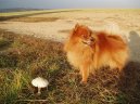 Deutscher spitz - Kleinspitz, German Spitz � Miniature Spitz