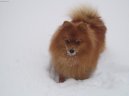 Deutscher spitz - Kleinspitz, German Spitz � Miniature Spitz