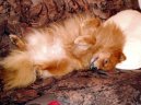 Deutscher spitz - Kleinspitz, German Spitz � Miniature Spitz
