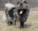 Deutscher spitz - Mittelspitz, German Spitz � Medium size Spitz