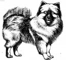 Deutscher spitz � Wolfspitz, Keeshound