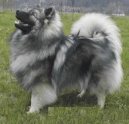 Deutscher spitz � Wolfspitz, Keeshound