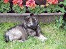 Deutscher spitz � Wolfspitz, Keeshound
