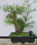 Podocarpus, kamenn� tis