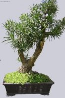 Podocarpus, kamenn� tis