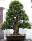 Podocarpus, kamenn� tis