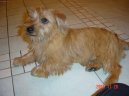 Norfolk Terrier