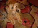Norfolk Terrier