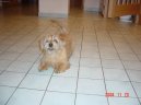 Norfolk Terrier