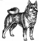 Norsk Buhund