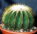 Notocactus