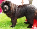 Newfoundland