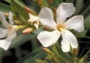 Oleandr obecn�